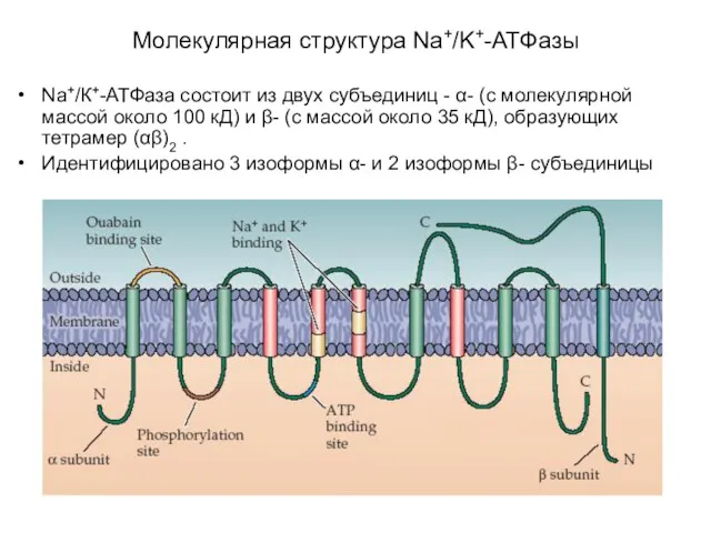 Na+/К+-АТФаза состоит из двух субъединиц - α- (с молекулярной массой