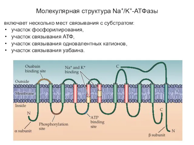 включает несколько мест связывания с субстратом: участок фосфорилирования, участок связывания