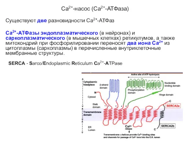 Са2+-насос (Са2+-АТФаза) Существуют две разновидности Са2+-АТФаз Са2+-АТФазы эндоплазматического (в нейронах)