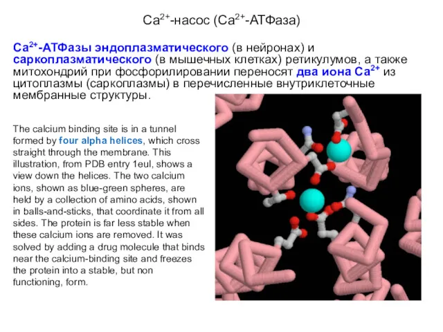 Са2+-насос (Са2+-АТФаза) Са2+-АТФазы эндоплазматического (в нейронах) и саркоплазматического (в мышечных