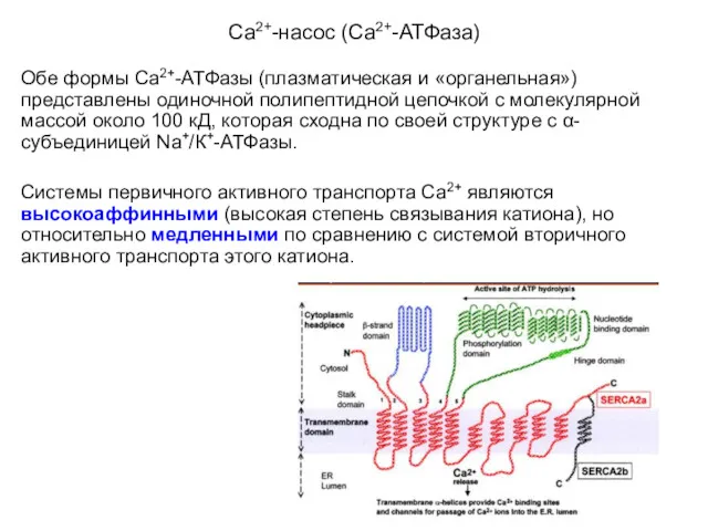 Са2+-насос (Са2+-АТФаза) Обе формы Са2+-АТФазы (плазматическая и «органельная») представлены одиночной