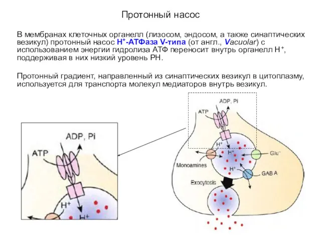 Протонный насос В мембранах клеточных органелл (лизосом, эндосом, а также