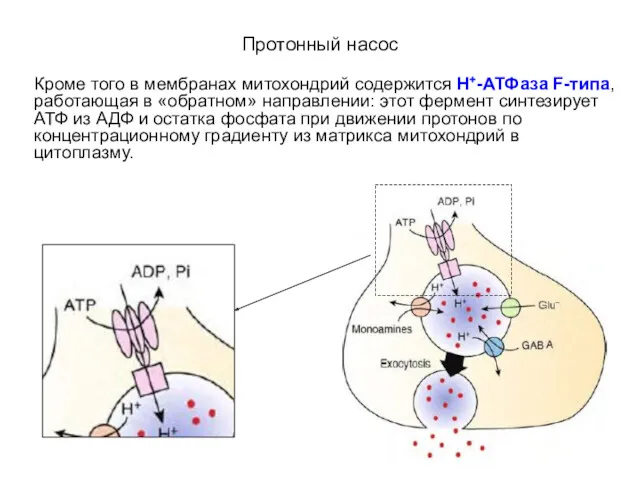 Протонный насос Кроме того в мембранах митохондрий содержится Н+-АТФаза F-типа,