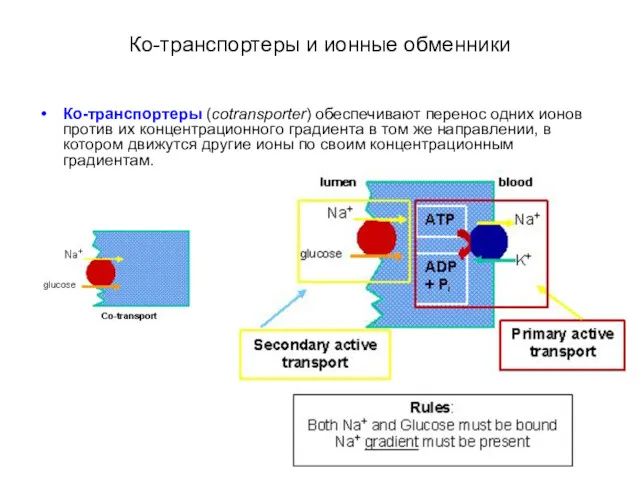 Ко-транспортеры и ионные обменники Ко-транспортеры (cotransporter) обеспечивают перенос одних ионов