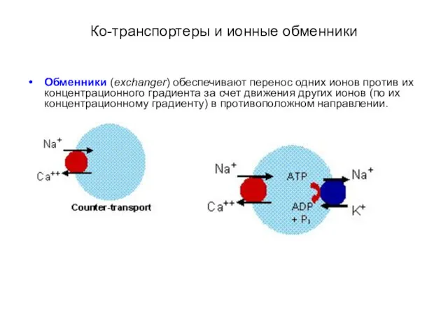 Ко-транспортеры и ионные обменники Обменники (exchanger) обеспечивают перенос одних ионов