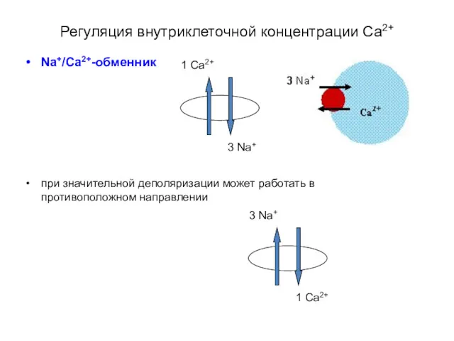 Регуляция внутриклеточной концентрации Са2+ Na+/Ca2+-обменник при значительной деполяризации может работать