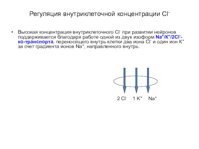 Регуляция внутриклеточной концентрации Сl- Высокая концентрация внутриклеточного Cl- при развитии
