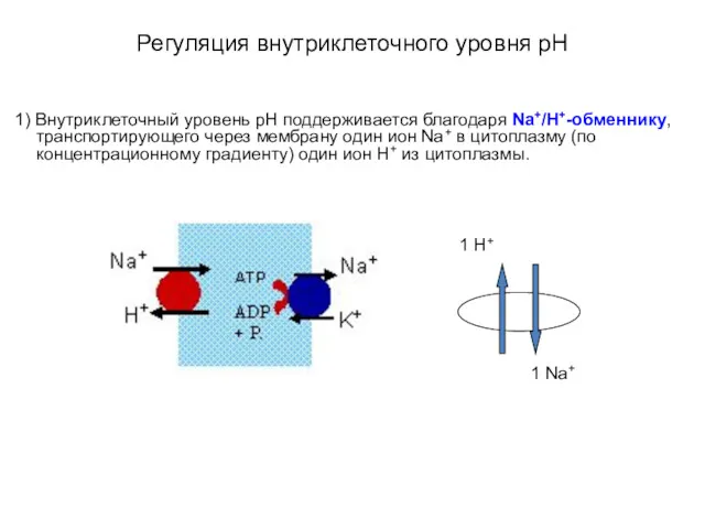 Регуляция внутриклеточного уровня pH 1) Внутриклеточный уровень pН поддерживается благодаря