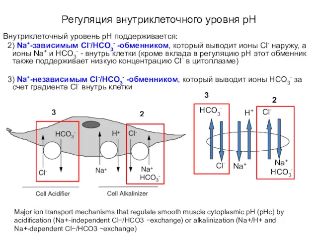 Регуляция внутриклеточного уровня pH Внутриклеточный уровень pН поддерживается: 2) Na+-зависимым