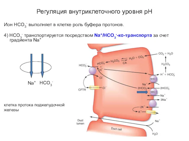 Регуляция внутриклеточного уровня pH Ион HCO3- выполняет в клетке роль