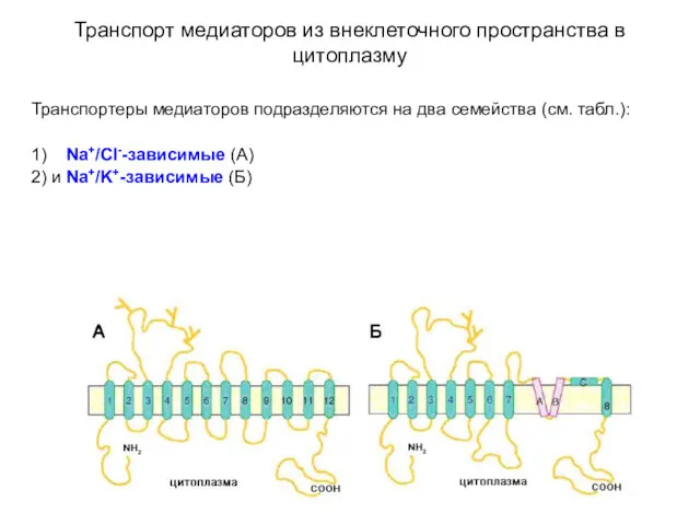 Транспорт медиаторов из внеклеточного пространства в цитоплазму Транспортеры медиаторов подразделяются