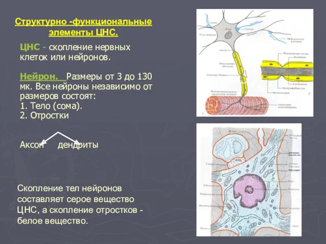 ЦНС - скопление нервных клеток или нейронов. Нейрон. Размеры от