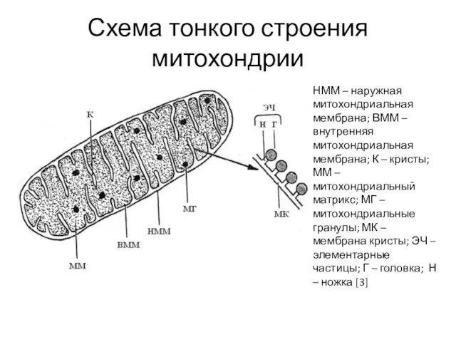 Схема тонкого строения митохондрии НММ – наружная митохондриальная мембрана; ВММ
