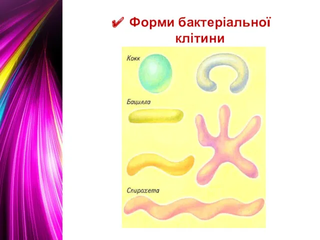 Форми бактеріальної клітини