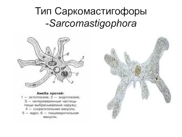 Тип Саркомастигофоры -Sarcomastigophora