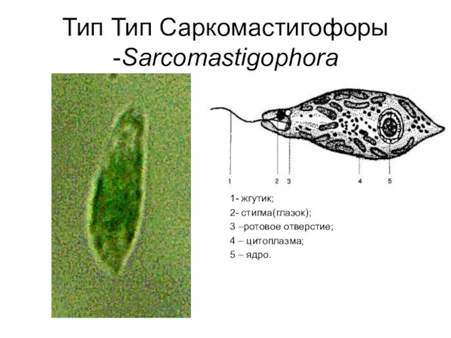 Тип Тип Саркомастигофоры -Sarcomastigophora