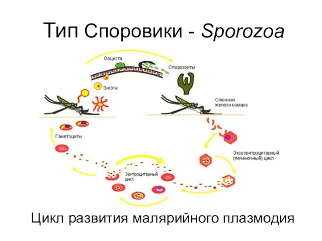 Тип Споровики - Sporozoa Цикл развития малярийного плазмодия