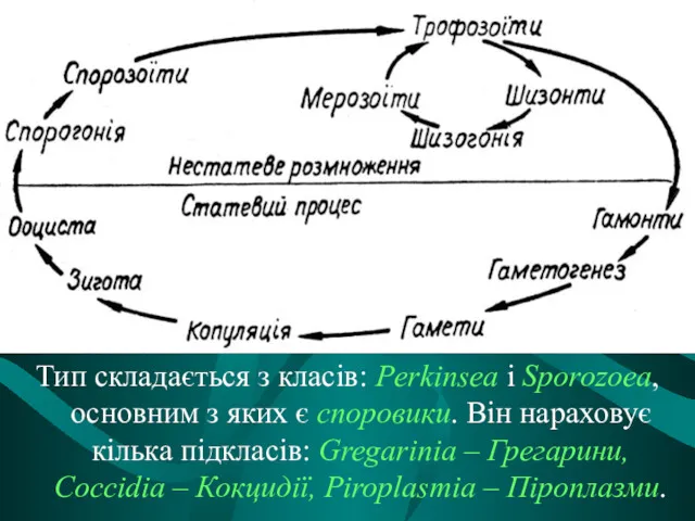 Тип складається з класів: Perkinsea i Sporozoea, основним з яких