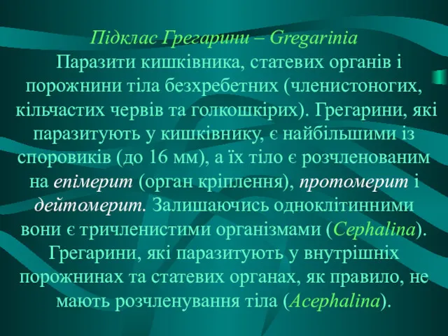 Підклас Грегарини – Gregarinia Паразити кишківника, статевих органів і порожнини