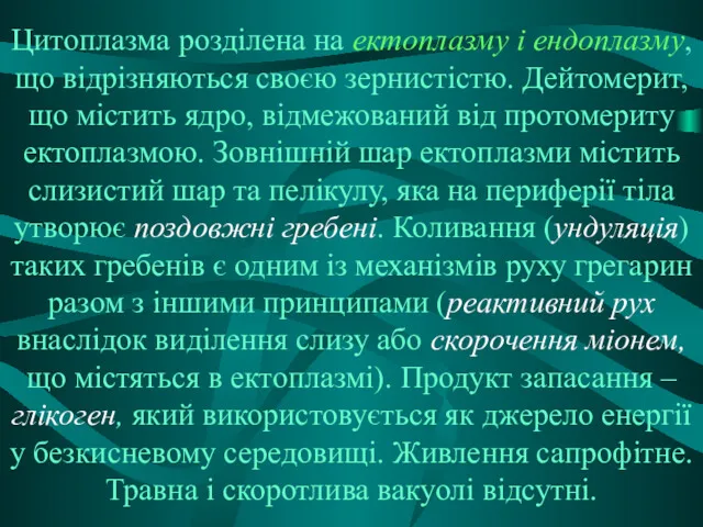 Цитоплазма розділена на ектоплазму і ендоплазму, що відрізняються своєю зернистістю.