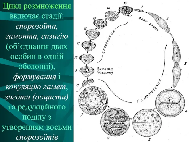 Цикл розмноження включає стадії: спорозоїта, гамонта, сизигію (об’єднання двох особин