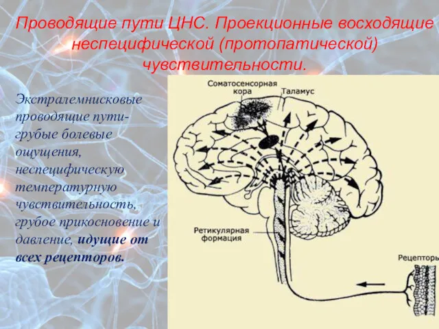 Проводящие пути ЦНС. Проекционные восходящие неспецифической (протопатической) чувствительности. Экстралемнисковые проводящие