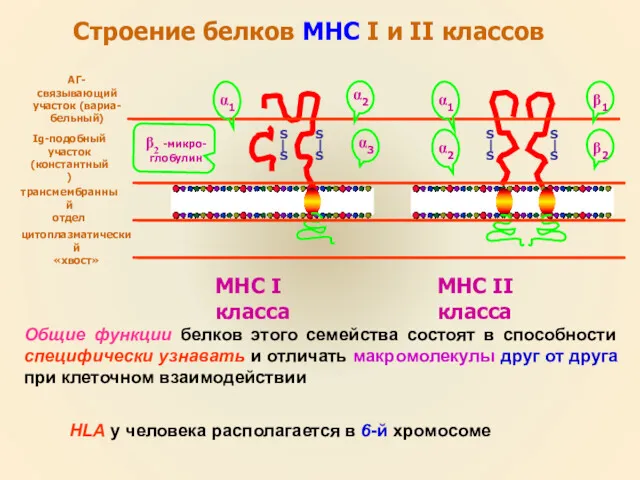Строение белков МНС I и II классов S S S