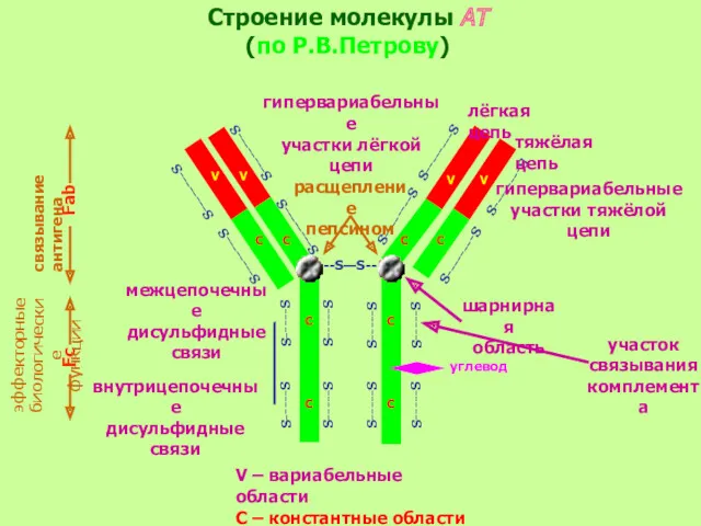 Строение молекулы АТ (по Р.В.Петрову) --S—S-- S--------S S--------S S-----S S-----S