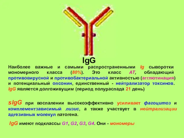 Наиболее важные и самыми распространенными Ig сыворотки мономерного класса (80%).