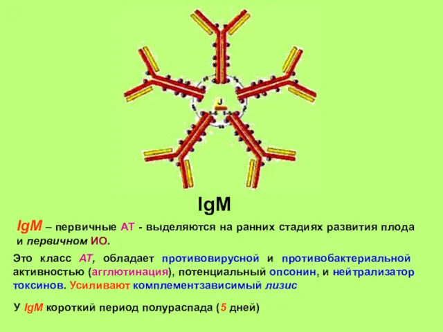 IgМ IgМ – первичные АТ - выделяются на ранних стадиях