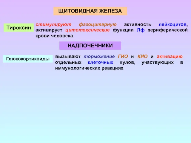 ЩИТОВИДНАЯ ЖЕЛЕЗА Тироксин стимулируют фагоцитарную активность лейкоцитов, активирует цитотоксические функции