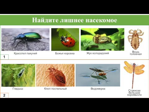 Найдите лишнее насекомое