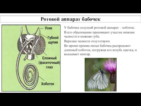 Ротовой аппарат бабочек У бабочек сосущий ротовой аппарат – хоботок.