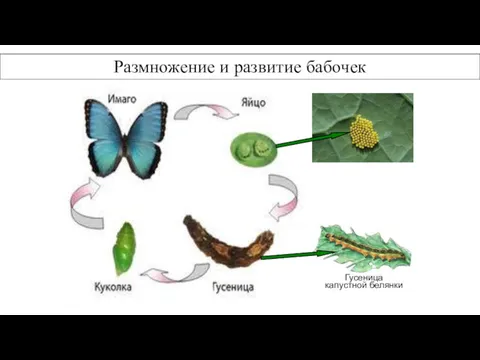 Размножение и развитие бабочек