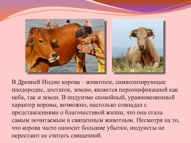 В Древней Индии корова – животное, символизирующее плодородие, достаток, землю,