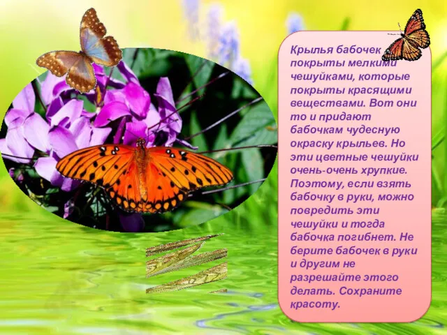 Крылья бабочек покрыты мелкими чешуйками, которые покрыты красящими веществами. Вот они то и