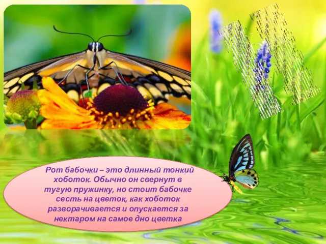 Рот бабочки – это длинный тонкий хоботок. Обычно он свернут