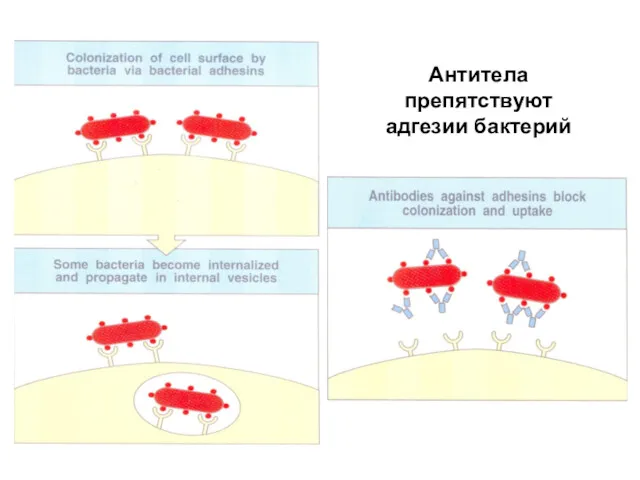Антитела препятствуют адгезии бактерий