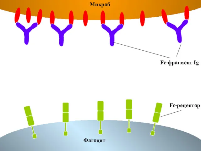 Fc-фрагмент Ig Fc-рецептор Микроб Фагоцит
