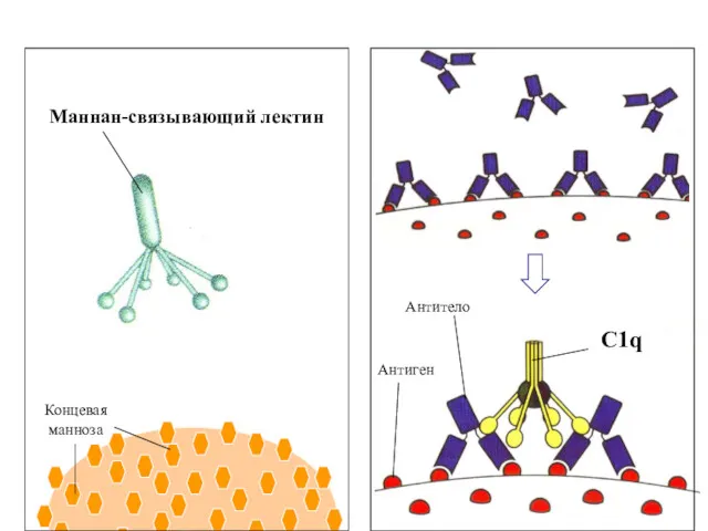 Маннан-связывающий лектин Концевая манноза C1q Антиген Антитело