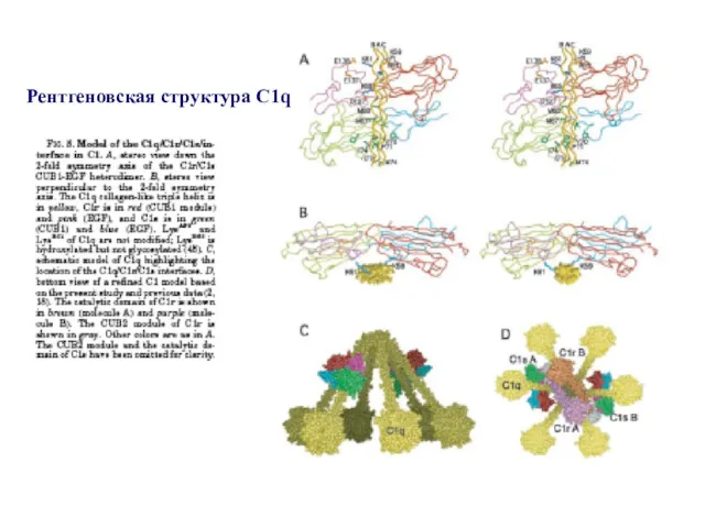 Рентгеновская структура C1q