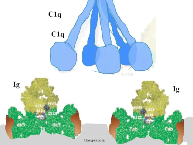 Ig Ig Поверхность C1q