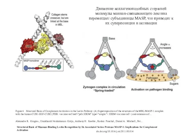 Figure 6 Structural Basis of Complement Activation in the Lectin