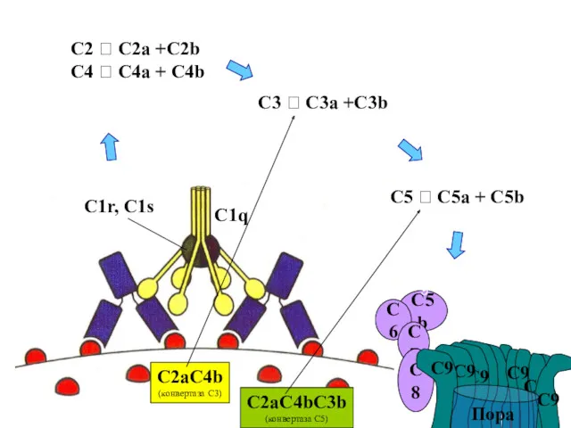 C9 C1q C1r, C1s C2 ? C2a +C2b C4 ?