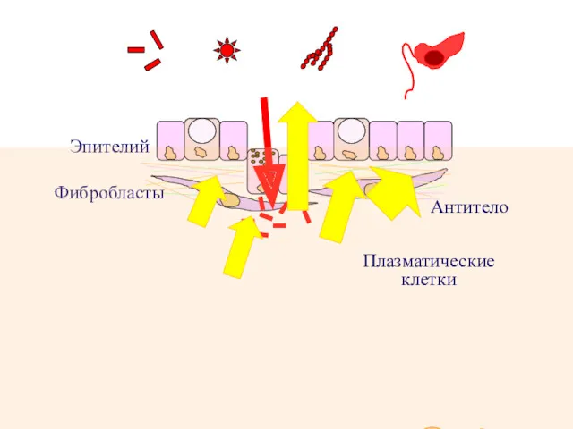 Эпителий Фибробласты Бактерии Вирусы Грибы Простейшие Плазматические клетки Антитело