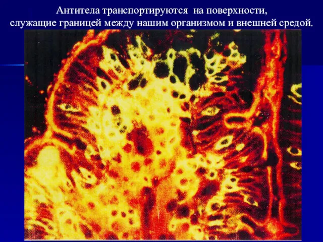 Антитела транспортируются на поверхности, служащие границей между нашим организмом и внешней средой.