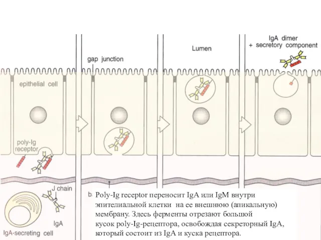 Poly-Ig receptor переносит IgA или IgM внутри эпителиальной клетки на