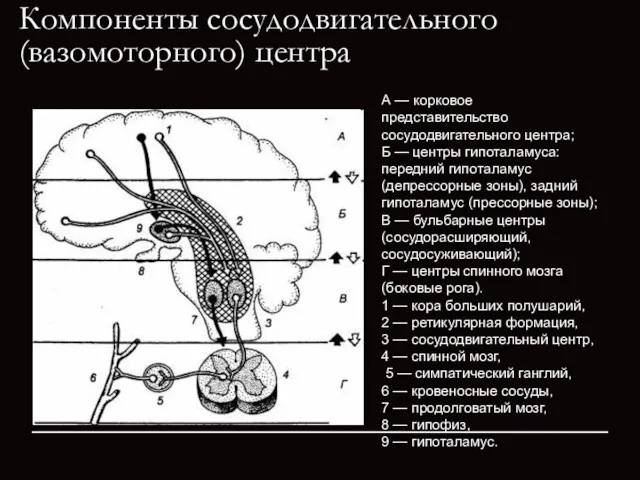 А — корковое представительство сосудодвигательного центра; Б — центры гипоталамуса: