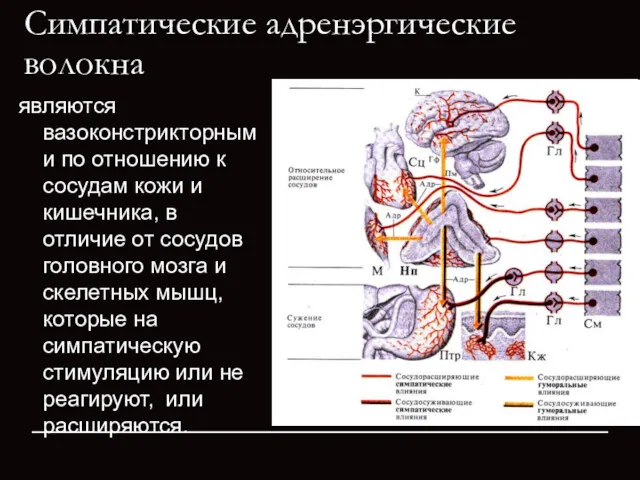 Симпатические адренэргические волокна являются вазоконстрикторными по отношению к сосудам кожи