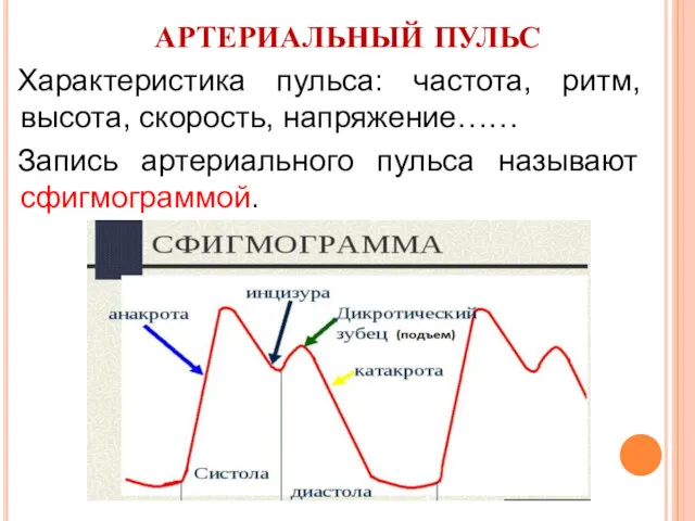 АРТЕРИАЛЬНЫЙ ПУЛЬС Характеристика пульса: частота, ритм, высота, скорость, напряжение…… Запись артериального пульса называют сфигмограммой.